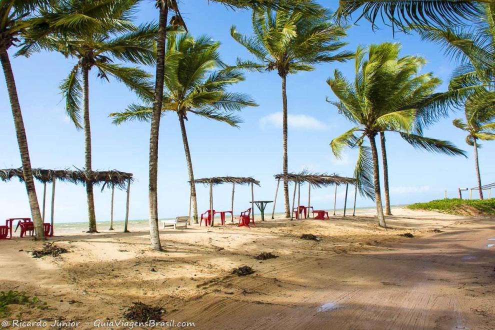 Imagem dos lindos e grandes coqueiros da Praia do Coqueiral.